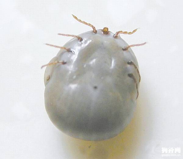 用什么方法可以有效去除蜱虫? 用什么方法可以有效去除蜱虫?