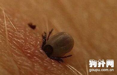 ��������涣ҧ����ʲô֢״������ô������