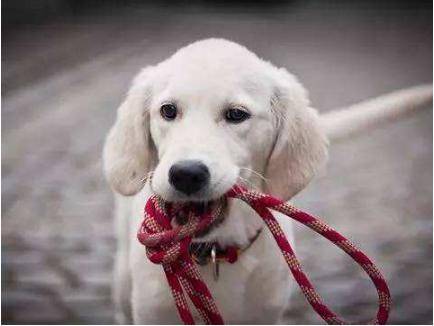 给狗狗打疫苗注重多,这几个方面不可以忽视,要不然相当于白打 给狗狗打疫苗注重多,这几个方面不可以忽视,要不然相当于白打