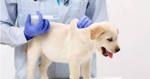狗狗打疫苗的常见问题 狗狗打疫苗的常见问题