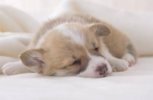 柯基接种疫苗拉稀了该怎么办 柯基接种疫苗拉稀了该怎么办