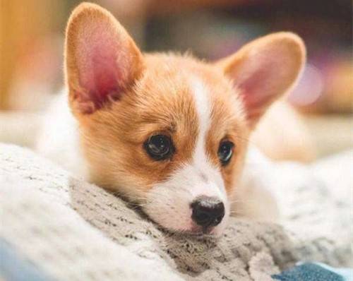 柯基接种疫苗拉稀了该怎么办 柯基接种疫苗拉稀了该怎么办