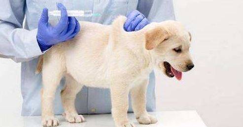 狗打过预苗以后腿瘸,狗打过预苗腿瘸正常吗 狗打过预苗以后腿瘸,狗打过预苗腿瘸正常吗