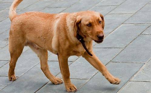 狗打过预苗以后腿瘸,狗打过预苗腿瘸正常吗 狗打过预苗以后腿瘸,狗打过预苗腿瘸正常吗