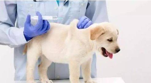 狗怎样打疫苗,如何选择预苗 狗怎样打疫苗,如何选择预苗