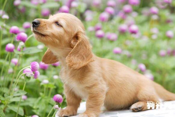 为什么狗狗打了疫苗没起作用?狗狗免疫失败是什么原因? 为什么狗狗打了疫苗没起作用?狗狗免疫失败是什么原因?