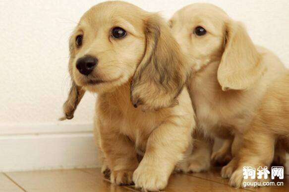 Ϊʲô������������û�����ã���������ʧ����ʲôԭ��