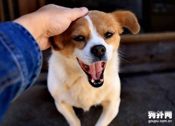 狗狗打疫苗要注意些什么? 狗狗打疫苗要注意些什么?