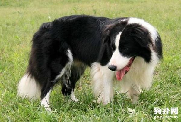 狗狗什么时间该打疫苗? 狗狗什么时间该打疫苗?