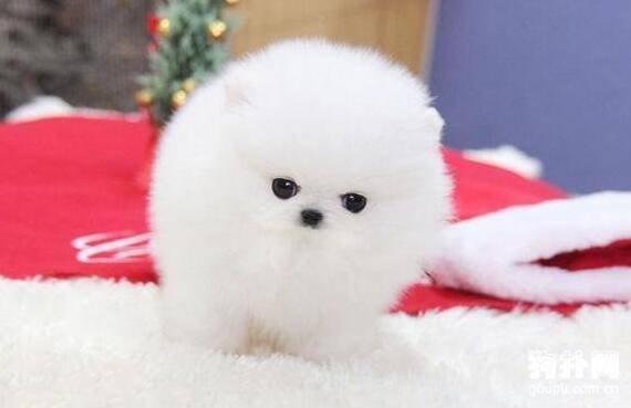 预防狗狗生病?疫苗一定要打 预防狗狗生病?疫苗一定要打