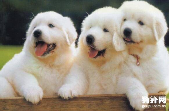 狗狗疫苗科普,八合一、十合一的区别 狗狗疫苗科普,八合一、十合一的区别