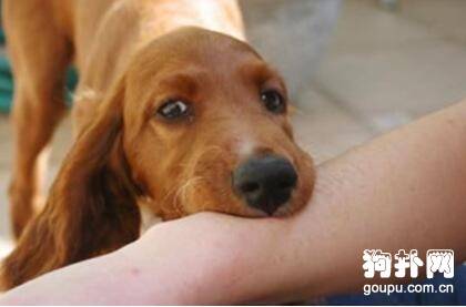 注射狂犬疫苗后的四个注意事项 注射狂犬疫苗后的四个注意事项