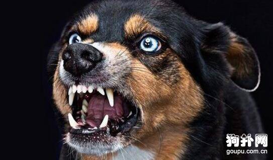 注射狂犬疫苗后的四个注意事项 注射狂犬疫苗后的四个注意事项