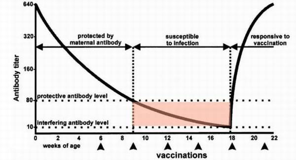 狗狗疫苗该怎么打? 狗狗疫苗该怎么打?