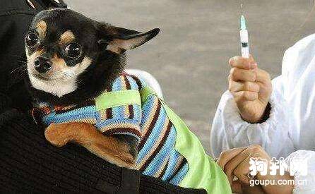 关于宠物狗打疫苗的5大误区 关于宠物狗打疫苗的5大误区