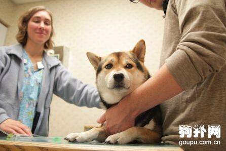 狗狗为什么要打三针疫苗? 狗狗为什么要打三针疫苗?