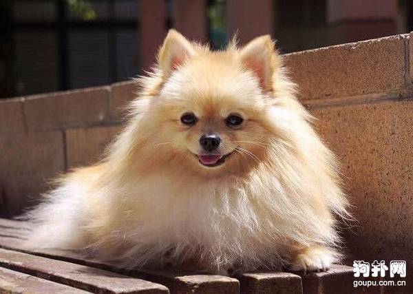 在狗狗出生后需要打几次疫苗 在狗狗出生后需要打几次疫苗