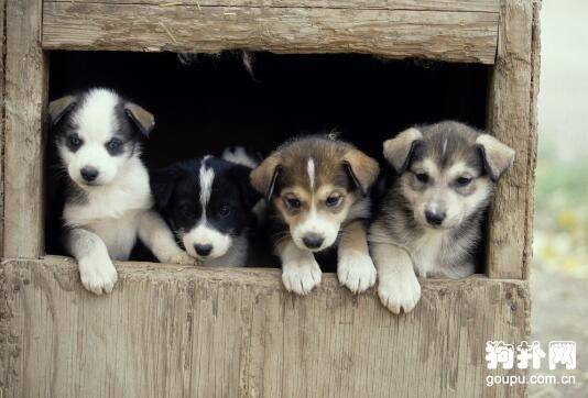 狗想要有个什么样的家 狗想要有个什么样的家