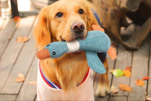 经济发展又性价比高的五种“狗玩具”,你买来吗? 经济发展又性价比高的五种“狗玩具”,你买来吗?