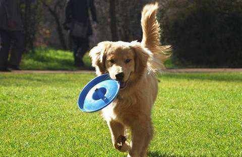 怎样为自己的爱狗人士选择配对的玩具 怎样为自己的爱狗人士选择配对的玩具