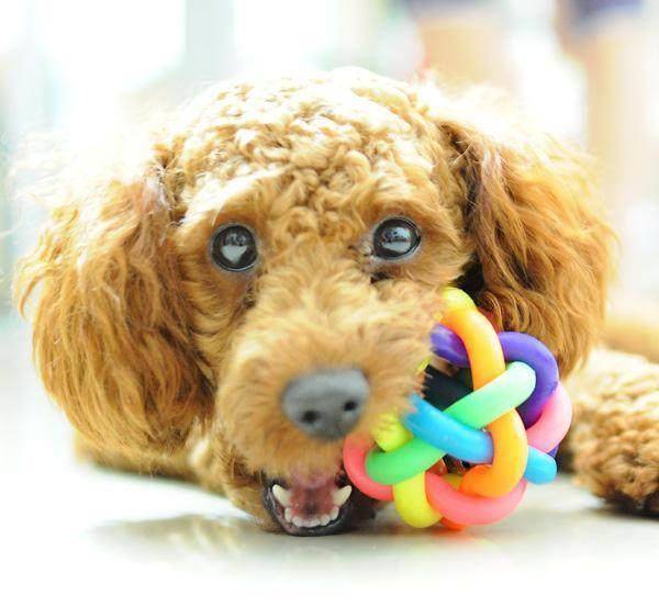 怎样为自己的爱狗人士选择配对的玩具 怎样为自己的爱狗人士选择配对的玩具