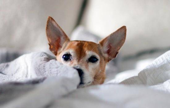 怎么给小狗选小玩具根据小狗性格选小玩具 怎么给小狗选小玩具根据小狗性格选小玩具