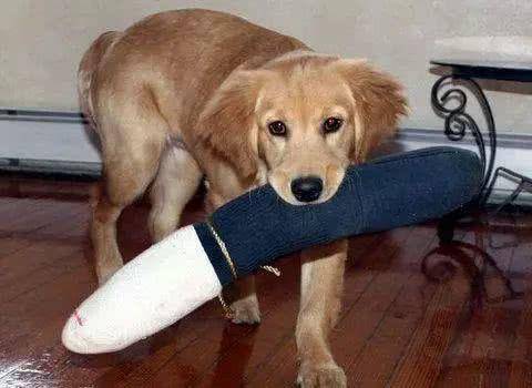 应当给狗狗玩这些玩具,特别是幼狗! 应当给狗狗玩这些玩具,特别是幼狗!