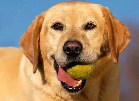 应当给狗狗玩这些玩具,特别是幼狗! 应当给狗狗玩这些玩具,特别是幼狗!