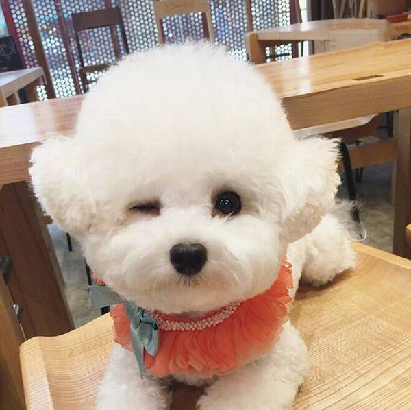 狗狗名字大全,帮狗狗起个洋气的名字 狗狗名字大全,帮狗狗起个洋气的名字