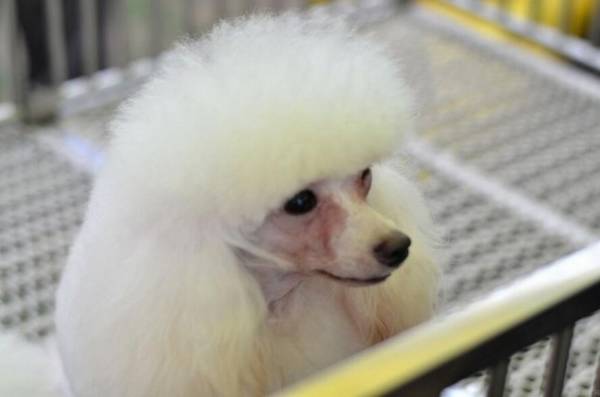 狗狗名字大全,帮狗狗起个洋气的名字 狗狗名字大全,帮狗狗起个洋气的名字