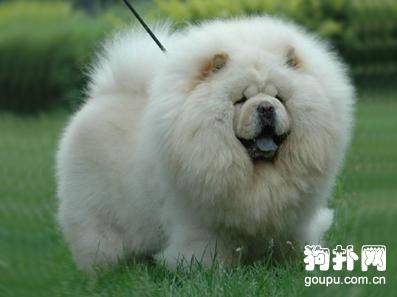 如何帮狗狗取个好名字?给狗狗取名字的注意事项 如何帮狗狗取个好名字?给狗狗取名字的注意事项