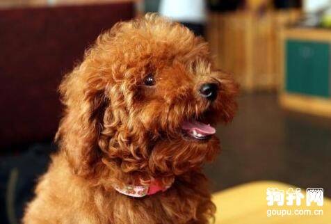 【宠物狗名字大全】好听的狗狗名字大盘点 【宠物狗名字大全】好听的狗狗名字大盘点