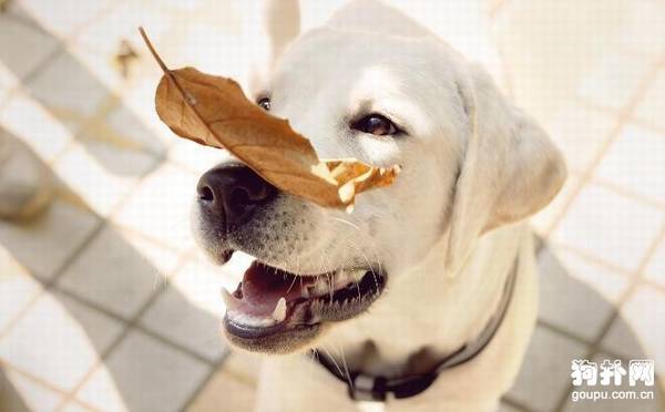 �ҵ����ĸ����ɣ����������־���������