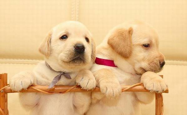 有创意的狗狗名字,好听的狗狗名字大全 有创意的狗狗名字,好听的狗狗名字大全