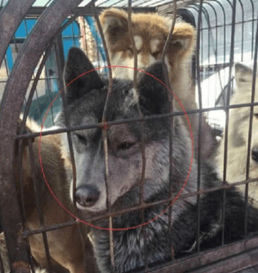 狗贩在大街上竞争狗,过路人发觉笼中有只古怪,挨近看了吓出虚汗 狗贩在大街上竞争狗,过路人发觉笼中有只古怪,挨近看了吓出虚汗