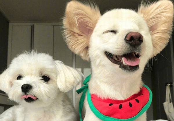 狗狗取名不可以凑合,这种取名字忌讳,劝请别犯! 狗狗取名不可以凑合,这种取名字忌讳,劝请别犯!