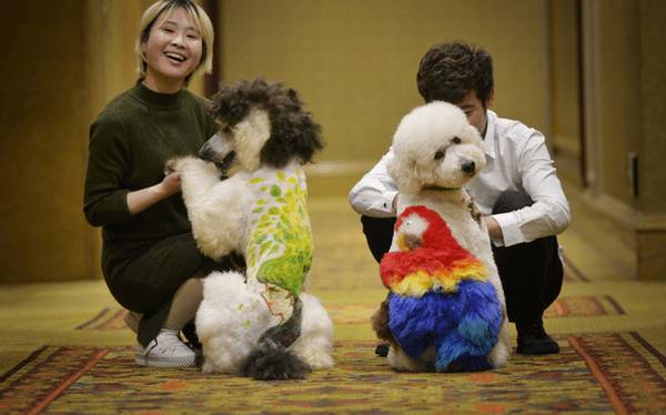 狗狗取名不可以凑合,这种取名字忌讳,劝请别犯! 狗狗取名不可以凑合,这种取名字忌讳,劝请别犯!