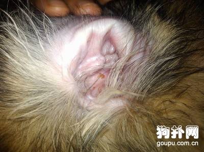 ������������ô�졿����������֢״�����Ʒ���