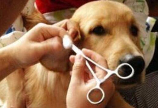狗狗耳螨怎么治疗?新手家长必看! 狗狗耳螨怎么治疗?新手家长必看!