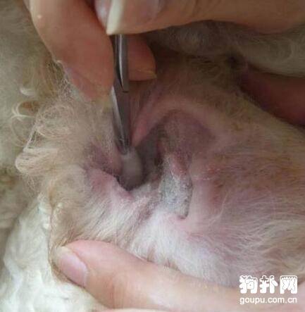 ��Ȯ������֢״������������ԭ��|���|Ԥ�������Ʒ���