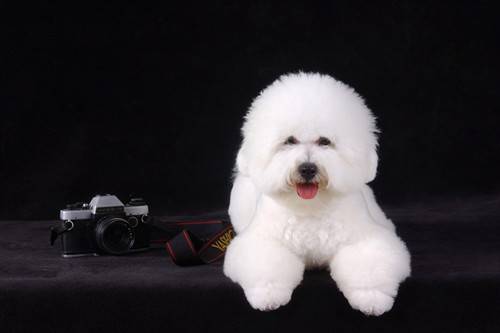 比熊耳螨如何治疗,狗狗耳螨如何完全医治 比熊耳螨如何治疗,狗狗耳螨如何完全医治