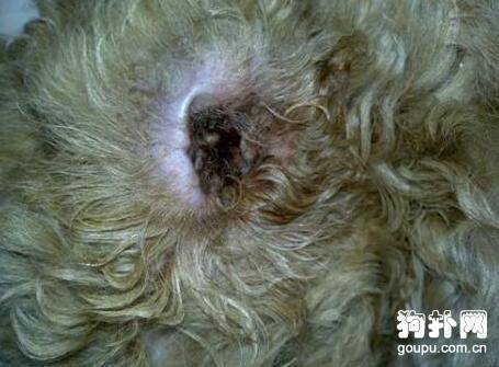 狗狗得了耳螨怎么办?有哪些治疗方法呢? 狗狗得了耳螨怎么办?有哪些治疗方法呢?