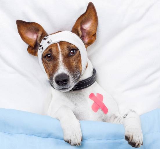 狗狗耳螨会不会传染给人类?幼犬容易得耳螨的原因 狗狗耳螨会不会传染给人类?幼犬容易得耳螨的原因