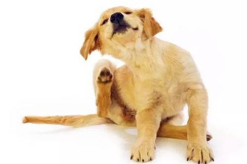 汪星人:金毛得耳螨会有哪些特点,如何治疗金毛的耳螨 汪星人:金毛得耳螨会有哪些特点,如何治疗金毛的耳螨