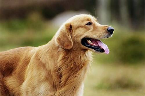 汪星人:金毛得耳螨会有哪些特点,如何治疗金毛的耳螨 汪星人:金毛得耳螨会有哪些特点,如何治疗金毛的耳螨