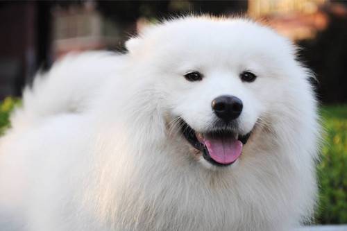 【养宠物心得分享】萨摩耶耳螨叫个不停,萨摩耶不断挠耳朵还叫 【养宠物心得分享】萨摩耶耳螨叫个不停,萨摩耶不断挠耳朵还叫