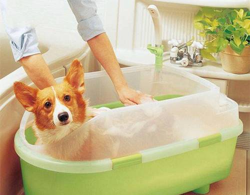 柯基耳螨如何算比较严重,柯基耳螨比较严重会如何 柯基耳螨如何算比较严重,柯基耳螨比较严重会如何