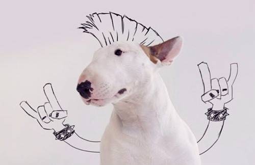 牛头梗的耳朵路好脏是耳螨吗?如何治疗狗狗的耳螨? 牛头梗的耳朵路好脏是耳螨吗?如何治疗狗狗的耳螨?