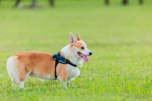 柯基如何分辨是有耳螨,柯基有耳螨的模样 柯基如何分辨是有耳螨,柯基有耳螨的模样