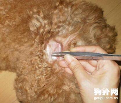 狗狗耳螨病怎么治疗 狗狗耳螨病怎么治疗